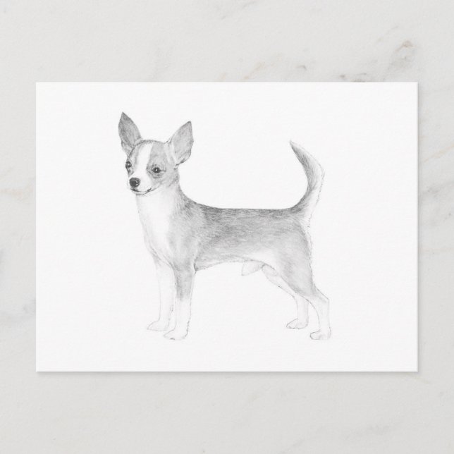 Carte Postale Chihuahua (Devant)