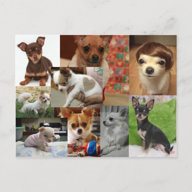 Carte postale Chihuahua (Devant)