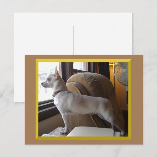 Carte postale Chihuahua au bureau (Devant / Derrière)