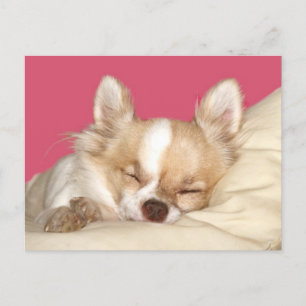 Carte Postale Chihuahua aux cheveux longs