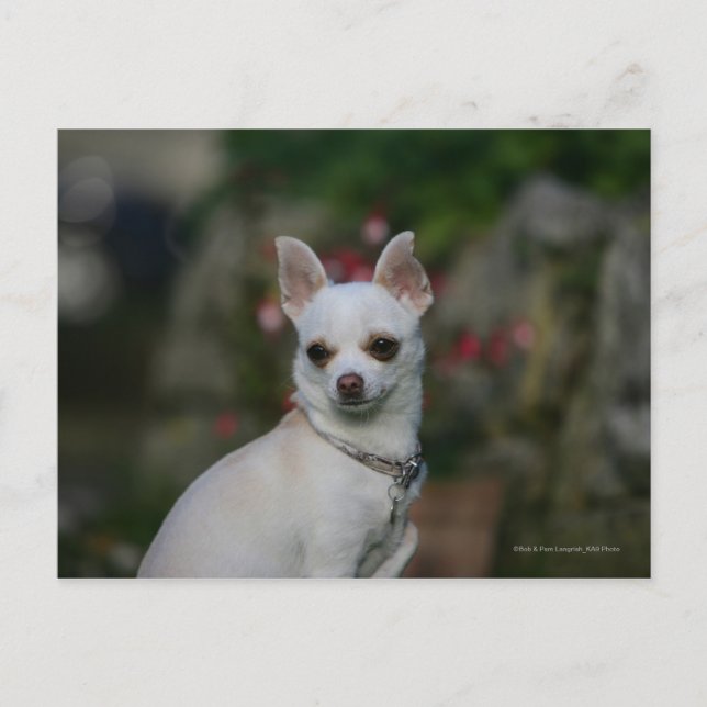 Carte Postale Chihuahua blanc (Devant)
