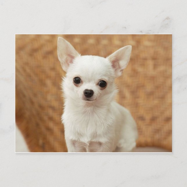 Carte Postale Chihuahua blanc (Devant)