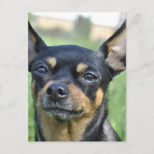 Carte postale Chihuahua Brown et noire
