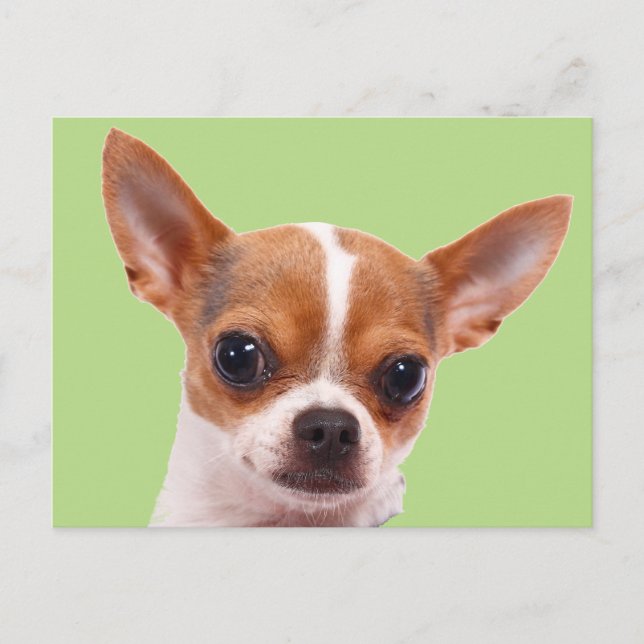 Carte Postale Chihuahua Chien chiot (Devant)