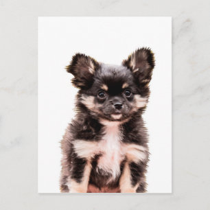 Carte Postale Chihuahua Chien chiot