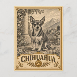 Carte Postale Chihuahua, Chien de Patrimoine Vintage