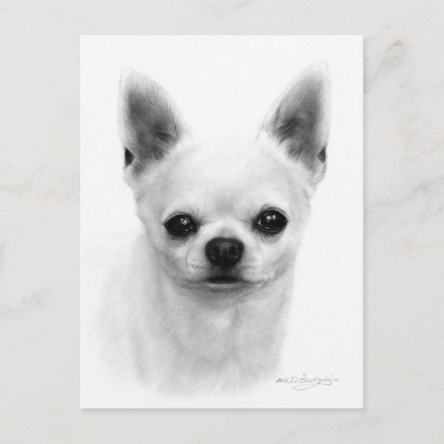 Carte Postale Chihuahua - Chien réaliste (Devant)