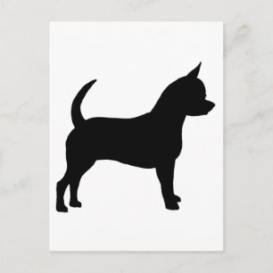 Carte Postale Chihuahua Chig