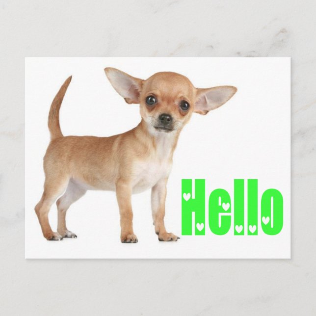 Carte postale Chihuahua Chiot (Devant)