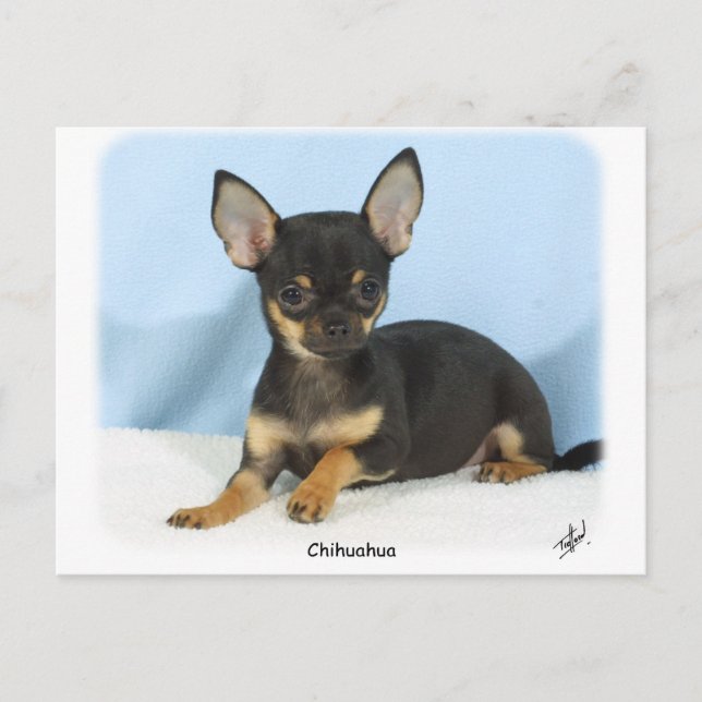 Carte Postale Chihuahua chiot 9W079D-027 (Devant)
