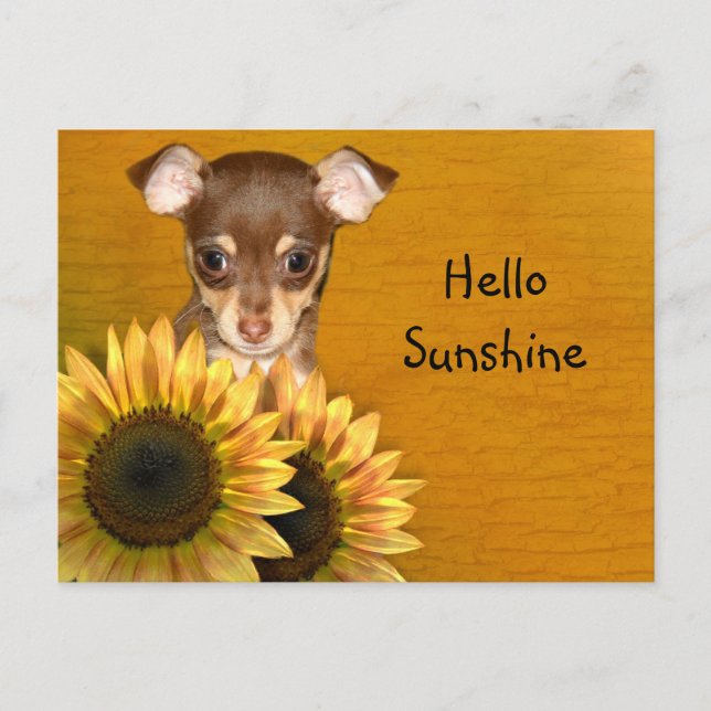Carte Postale Chihuahua chiot et tournesol (Devant)