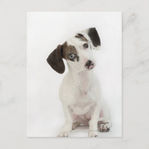 Carte Postale Chihuahua, chiot femelle Dachshund