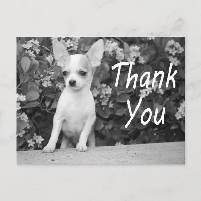 Carte postale Chihuahua Chiot Merci (Devant)