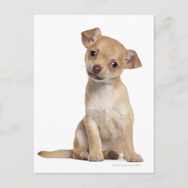 Carte Postale Chihuahua chippy (2 mois) (Devant)