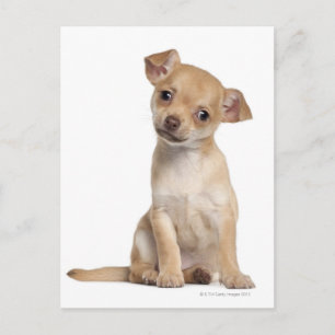 Carte Postale Chihuahua chippy (2 mois)