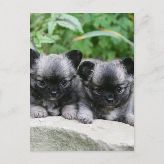 Carte Postale Chihuahua Chiuppies (Devant)