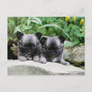 Carte Postale Chihuahua Chiuppies