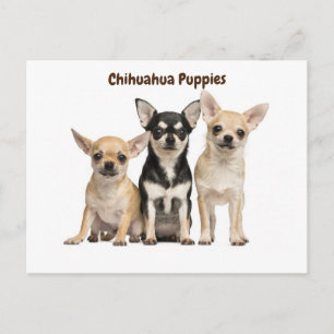 Carte Postale Chihuahua Chiuppies Poster pour photo