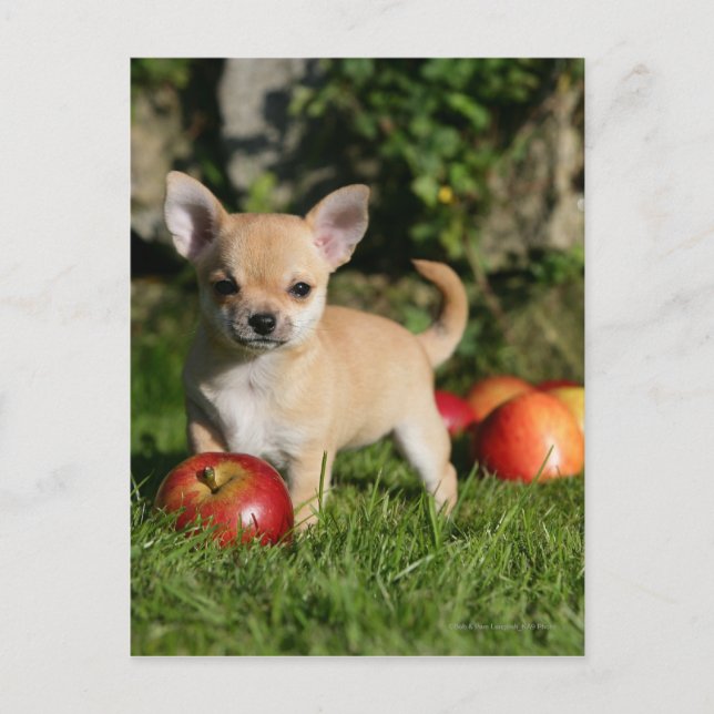 Carte Postale Chihuahua Chiuppy avec pommes (Devant)