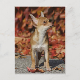 Carte Postale Chihuahua Chiuppy Brown