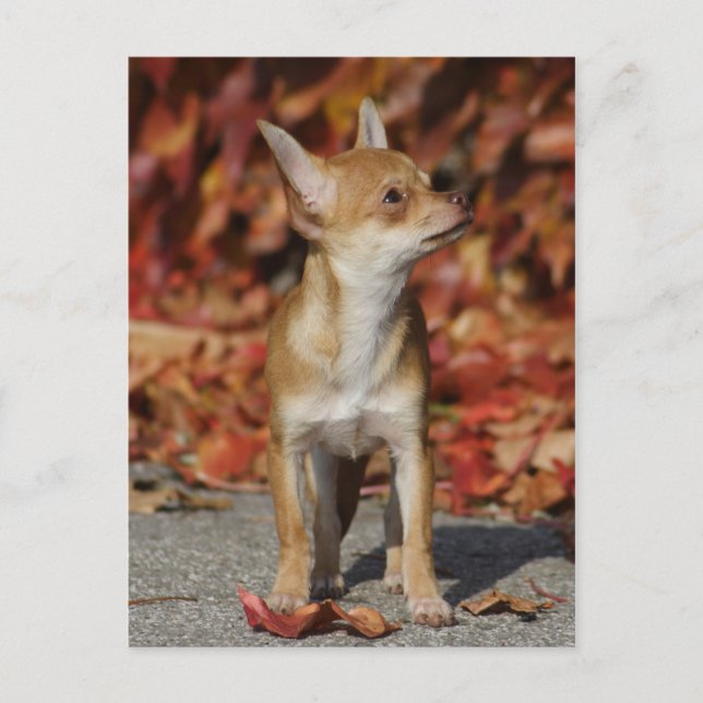 Carte Postale Chihuahua Chiuppy Brown (Devant)