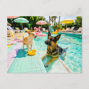 Carte Postale Chihuahua contre canard berger