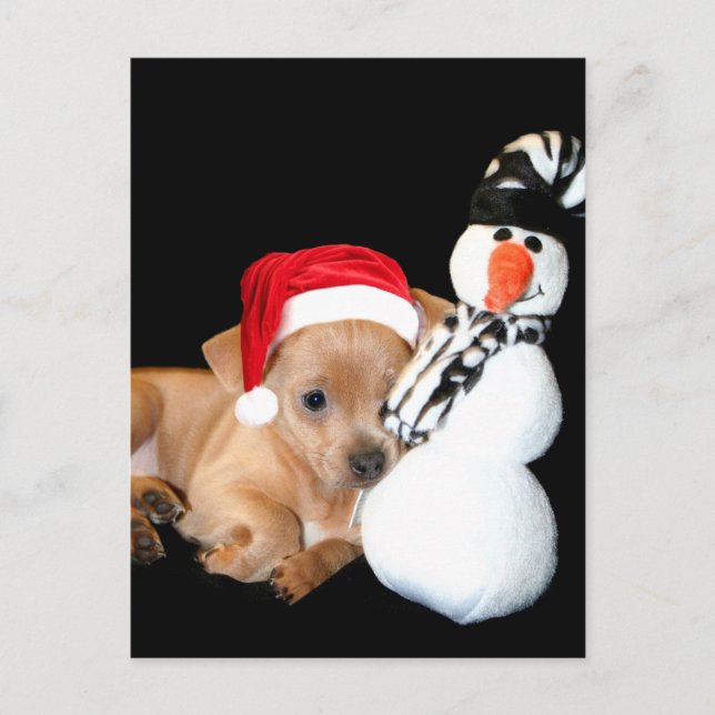 Carte postale Chihuahua de Noël (Devant)