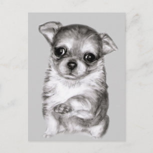 Carte Postale Chihuahua dessin