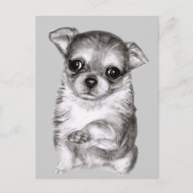 Carte Postale Chihuahua dessin (Devant)