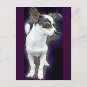 Carte postale Chihuahua Dex