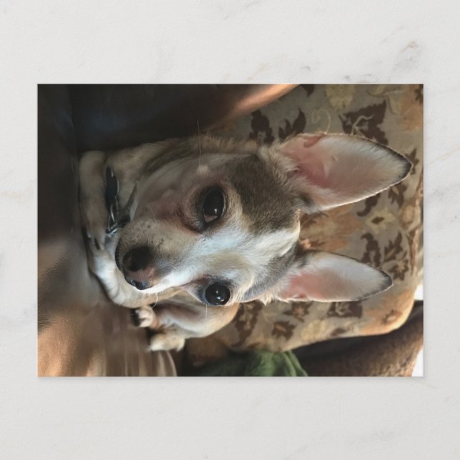 Carte postale Chihuahua Dog (Devant)