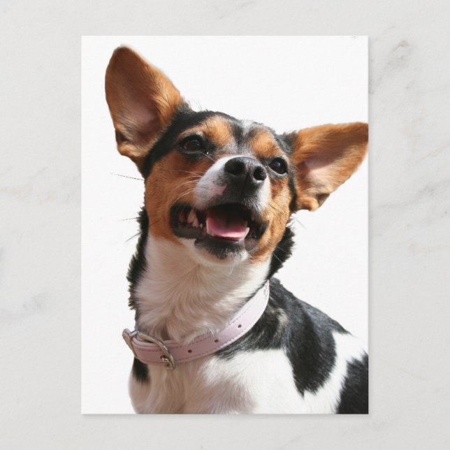 Carte postale Chihuahua Dog (Devant)