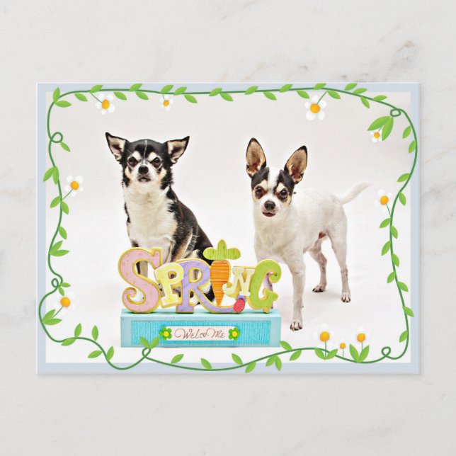 Carte Postale Chihuahua du printemps (Devant)