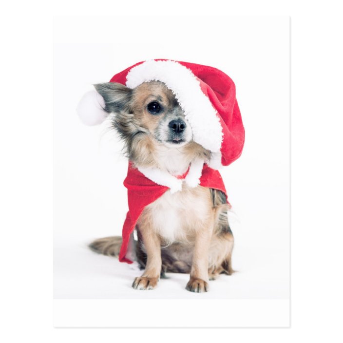 Carte Postale Chihuahua en costume de Noël | Zazzle.fr