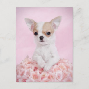 Carte Postale Chihuahua en rose avec des roses
