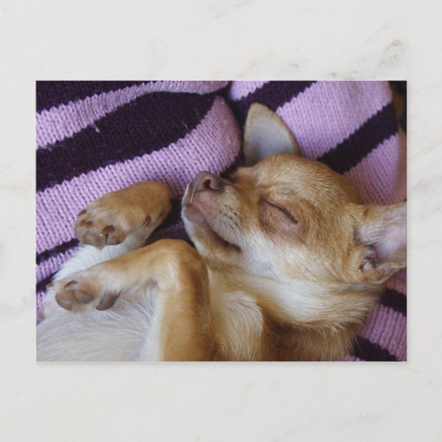 Carte Postale Chihuahua endormi (Devant)