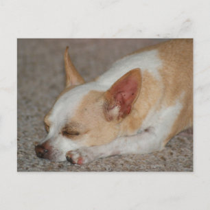 Carte Postale Chihuahua endormi