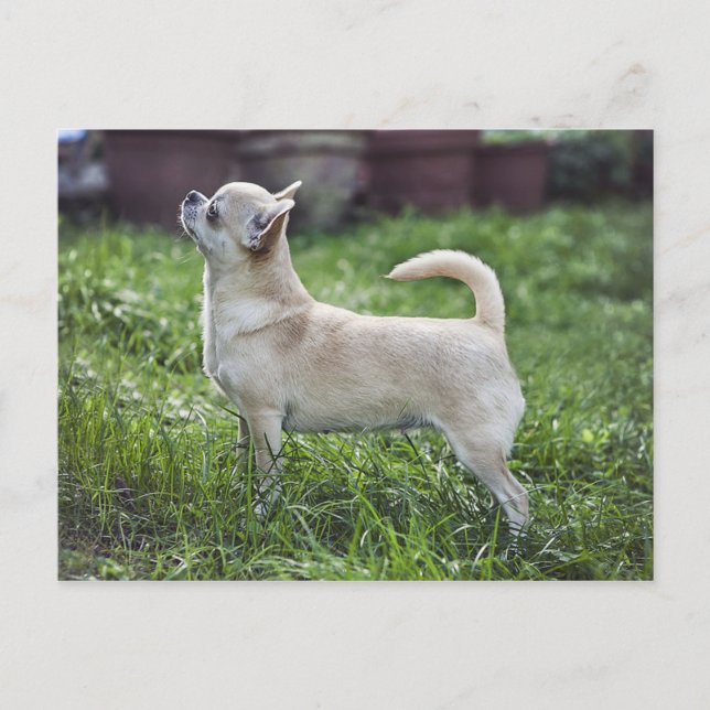 Carte Postale chihuahua full.png (Devant)