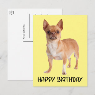 Carte Postale Chihuahua Jaune Drôle Anniversaire Chien Mignon Ch