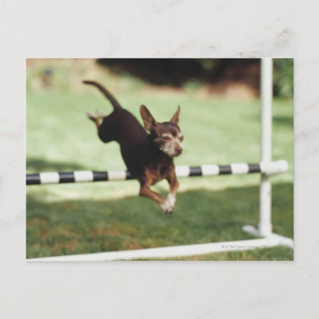 Carte Postale Chihuahua Jumping (Devant)