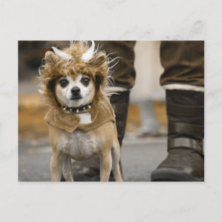 Carte Postale Chihuahua Lion avec cornes
