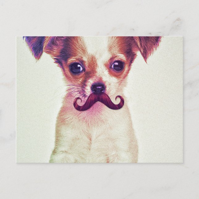Carte Postale Chihuahua mignonne avec la moustache violet amusan (Devant)