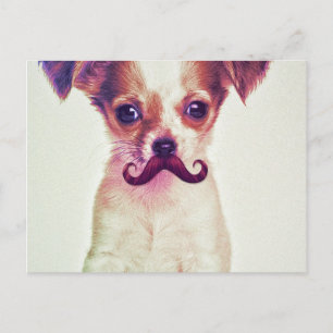 Carte Postale Chihuahua mignonne avec la moustache violet drôle