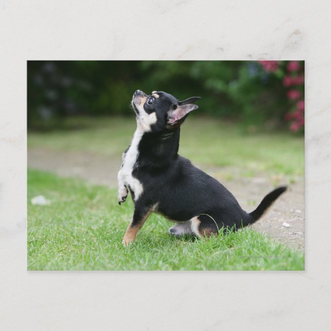 Carte Postale Chihuahua noir et crème (Devant)