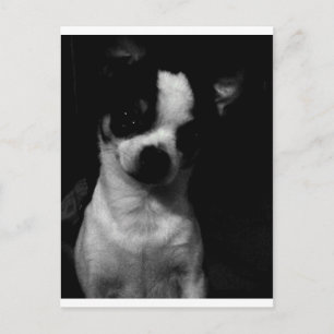 Carte Postale Chihuahua petit chien
