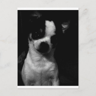 Carte Postale Chihuahua petit chien