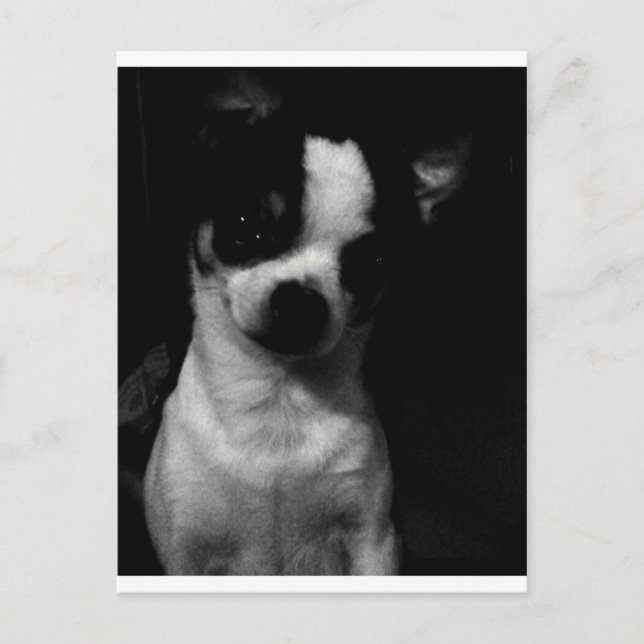Carte Postale Chihuahua petit chien (Devant)