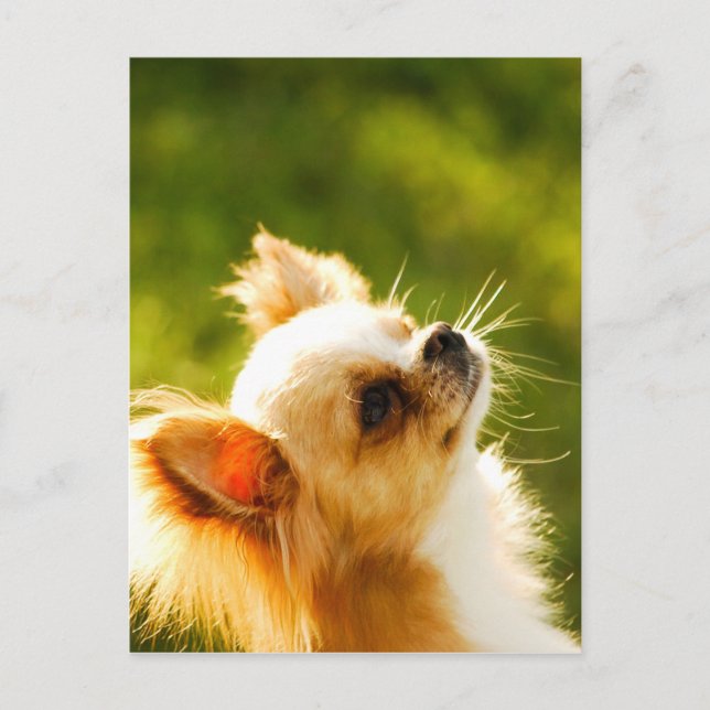Carte Postale Chihuahua Portrait (Devant)