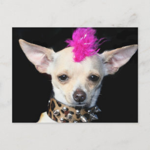 Carte postale Chihuahua Punk