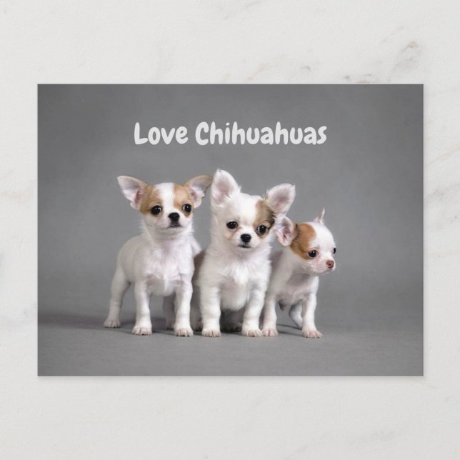 Carte Postale Chihuahua Puppies (Devant)